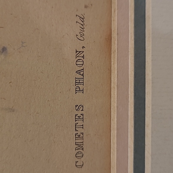 J. Gould and HC Richter Comete Phaon Hummingbirds Lithograph - Picture 11 of 17